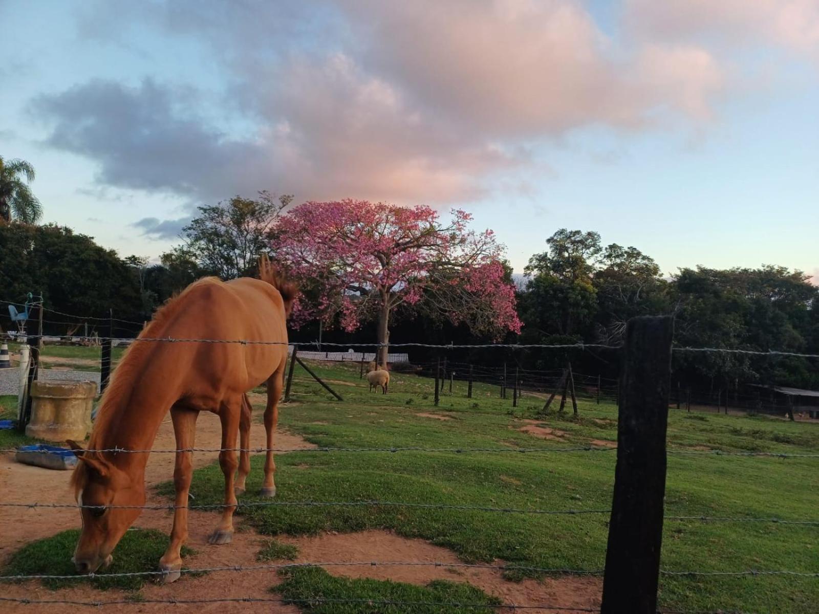 Hotel Sitio da Terra e Arte São Roque Esterno foto